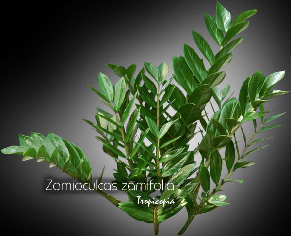 Feuillage - Zamioculcas zamifolia -  - Zz plant